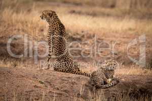 Cheetah sits beside cub on dirt mound