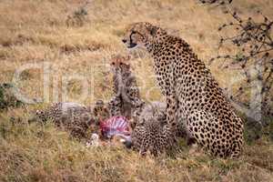 Cheetah sits beside cubs eating Thomson gazelle