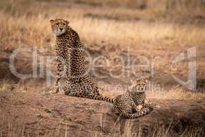 Cheetah sits beside cub on earth mound