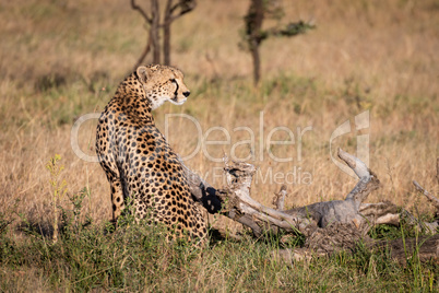 Cheetah sits beside dead log in grass