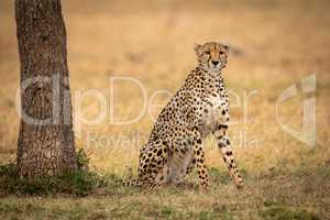 Cheetah sits beside tree staring towards camera