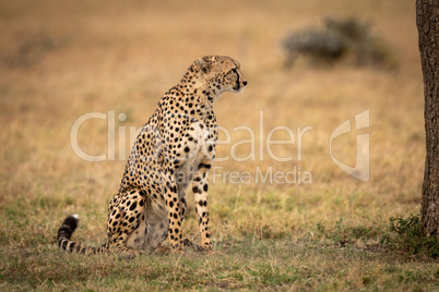 Cheetah sits beside tree on grassy plain