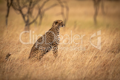 Cheetah sits beside trees in long grass