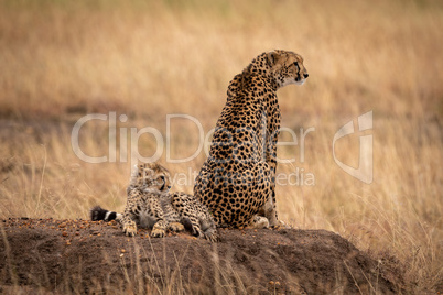 Cheetah sits by cub on dirt mound