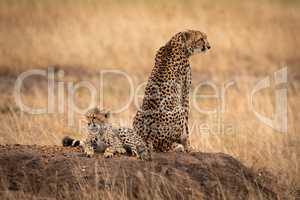 Cheetah sits by cub on earth mound