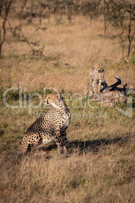 Cheetah sits by cub standing on log