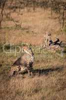 Cheetah sits by cub standing on log
