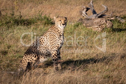 Cheetah sits by dead log in grass