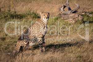 Cheetah sits by dead log in grass
