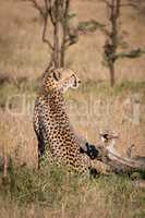Cheetah sits in grass beside dead log