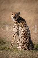 Cheetah sits in dry grass looking back
