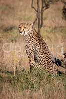 Cheetah sits in grass by dead log