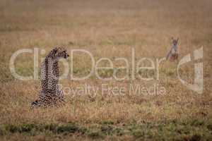 Cheetah sits in grass watched by jackal