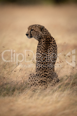 Cheetah sits in grass turning head left