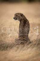 Cheetah sits in grass turning head left