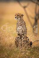 Cheetah sits in long grass beside tree