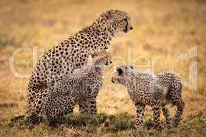Cheetah sits in grass with two cubs