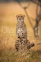 Cheetah sits in long grass facing camera