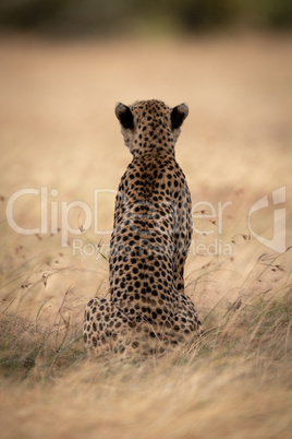 Cheetah sits in long grass facing away