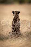 Cheetah sits in long grass facing away