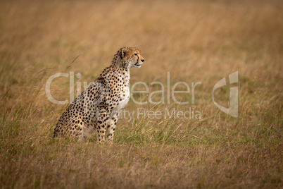 Cheetah sits in long grass in profile