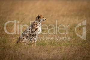Cheetah sits in long grass in profile