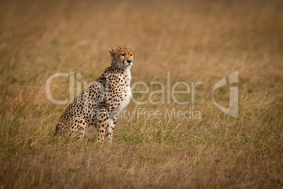 Cheetah sits in long grass looking ahead