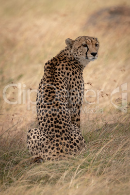 Cheetah sits in long grass turning head