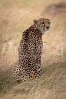 Cheetah sits in long grass turning head