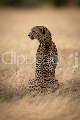 Cheetah sits in long grass facing left