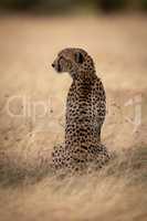 Cheetah sits in long grass facing left
