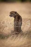 Cheetah sits in long grass turning left