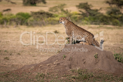 Cheetah sits in profile on termite mound