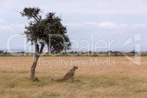 Cheetah sits in shadow of tree staring