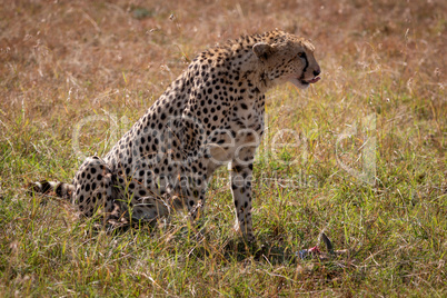 Cheetah sits licking its lips over kill