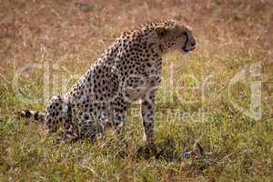 Cheetah sits licking its lips over kill