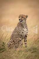Cheetah sits looking left in long grass