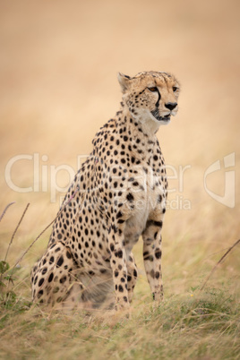 Cheetah sits looking right in long grass