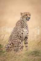 Cheetah sits looking right in long grass