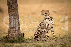 Cheetah sits looking past tree on grass