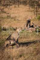 Cheetah sits near cub standing on log