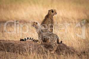 Cheetah sits on earth mound by cub