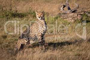 Cheetah sits near dead log in grass
