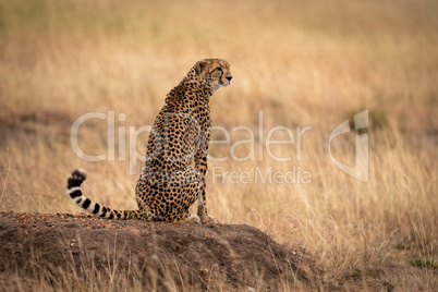 Cheetah sits on earth mound in grass