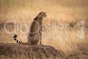 Cheetah sits on earth mound in grass