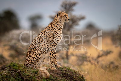 Cheetah sits on grassy mound among trees