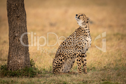 Cheetah sits on grass looking up tree