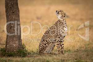 Cheetah sits on grass looking up tree