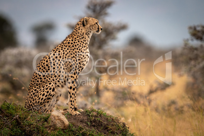 Cheetah sits on grassy mound in profile