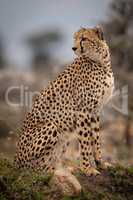 Cheetah sits on grassy mound looking back